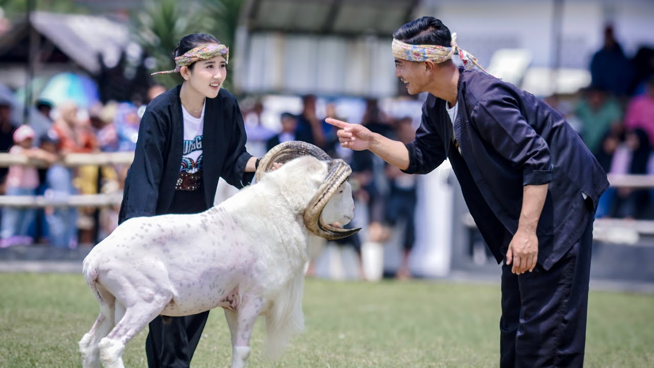 RECAP GALERY KONTES DOMBA GARUT BABAK KUALIFIKASI DI 4 PAMIDANGAN🔥🐏