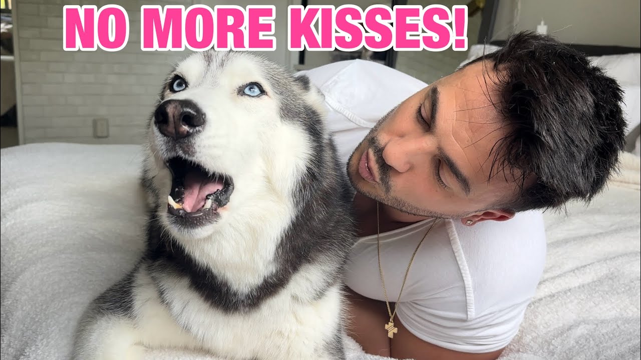 My Husky ARGUES With Me When I Try To Kiss Her! 😳👀