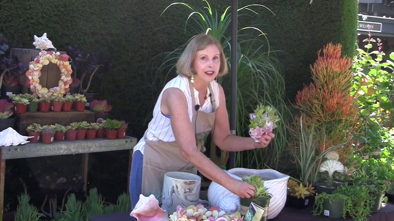 Succulents in Shells: Debra's Potting Demo at Roger's Gardens