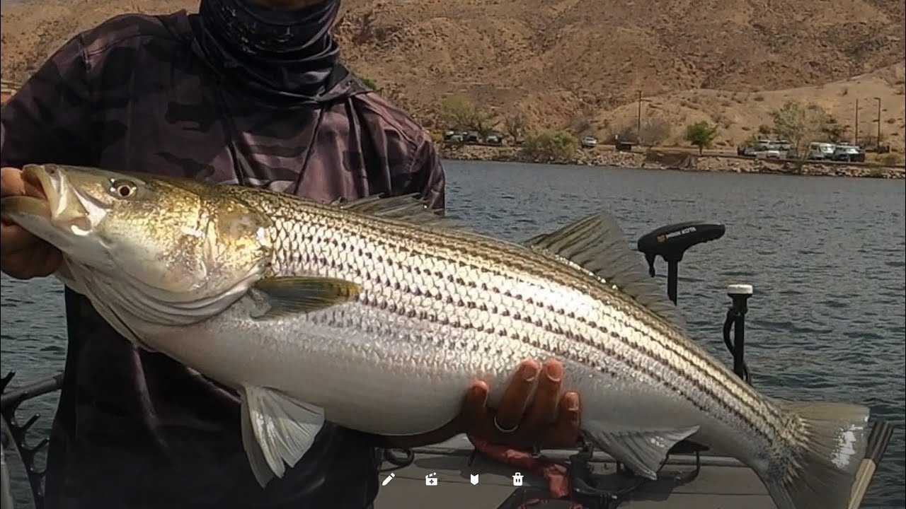 Big 34 pound Striper cast to catch slow rolling big swimbaits catch and release