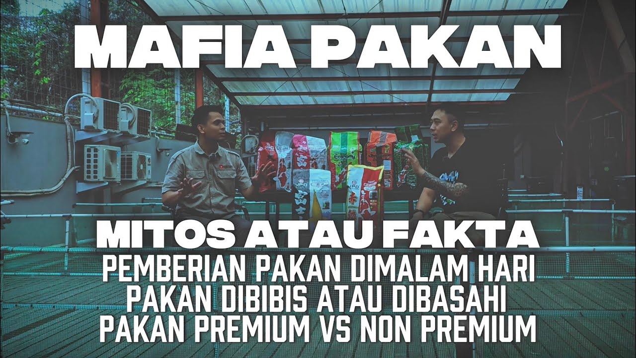 Mafia Pakan Koi | Mitos Atau Fakta Tentang Pakan Ikan Koi
