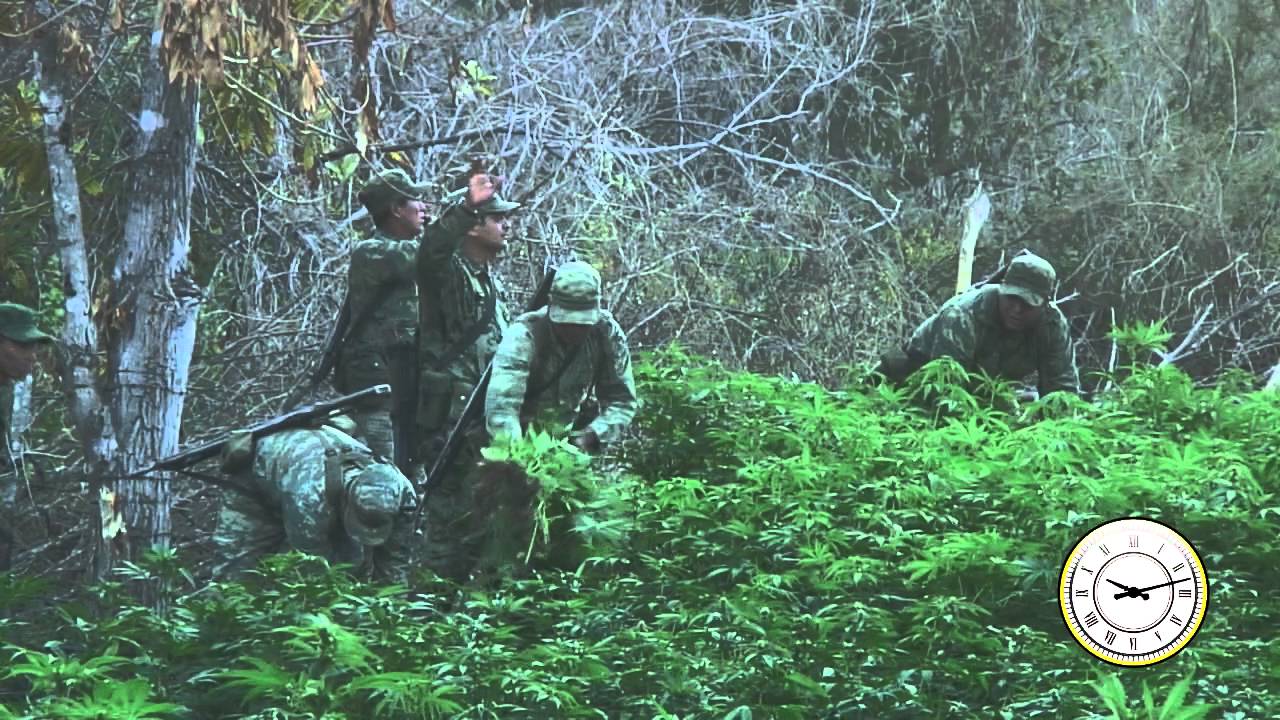 Así opera el Ejército para destruir un plantío de marihuana