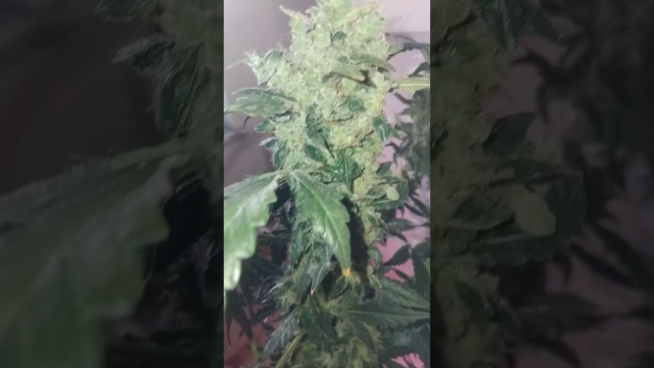 GLUE GELATO BARNEYSFARM NL AMSTERDAM SEEDS 1200W FULLSPECTRUM 5W SAMSUNG CHIPS INSTALLED 📚