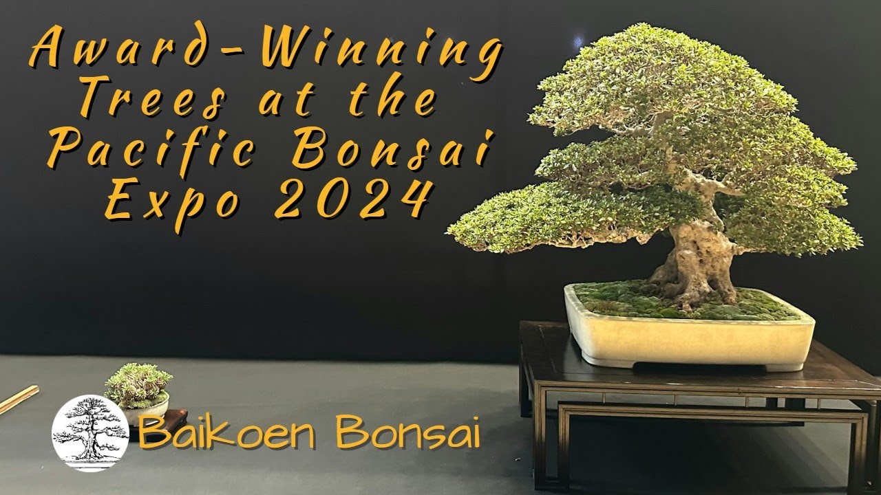 Award Winning Trees at the Pacific Bonsai Expo 2024 - Bonsai Exhibition - Baikoen Bonsai Club