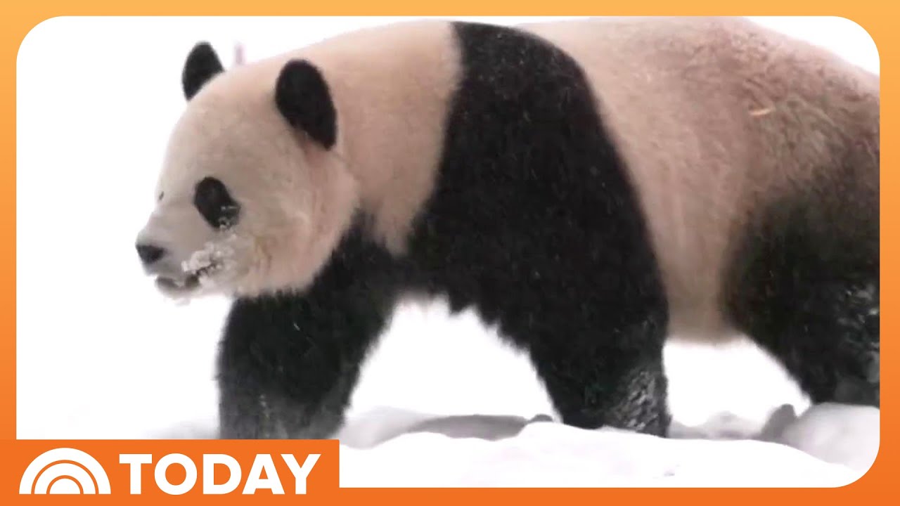 National Zoo's giant pandas make public debut live on TODAY!