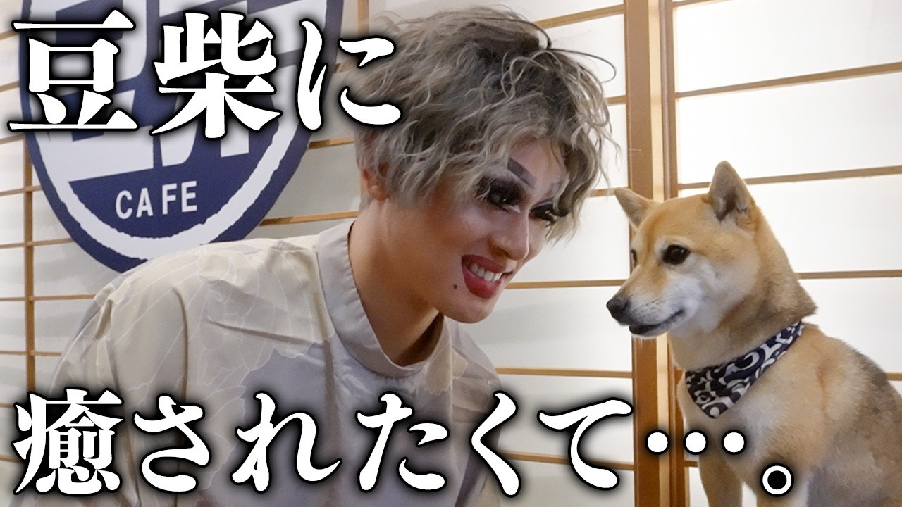 【豆柴カフェ】大好きなワンちゃんと戯れて、癒されたかったのですが…。【ドリアン・ロロブリジーダ】