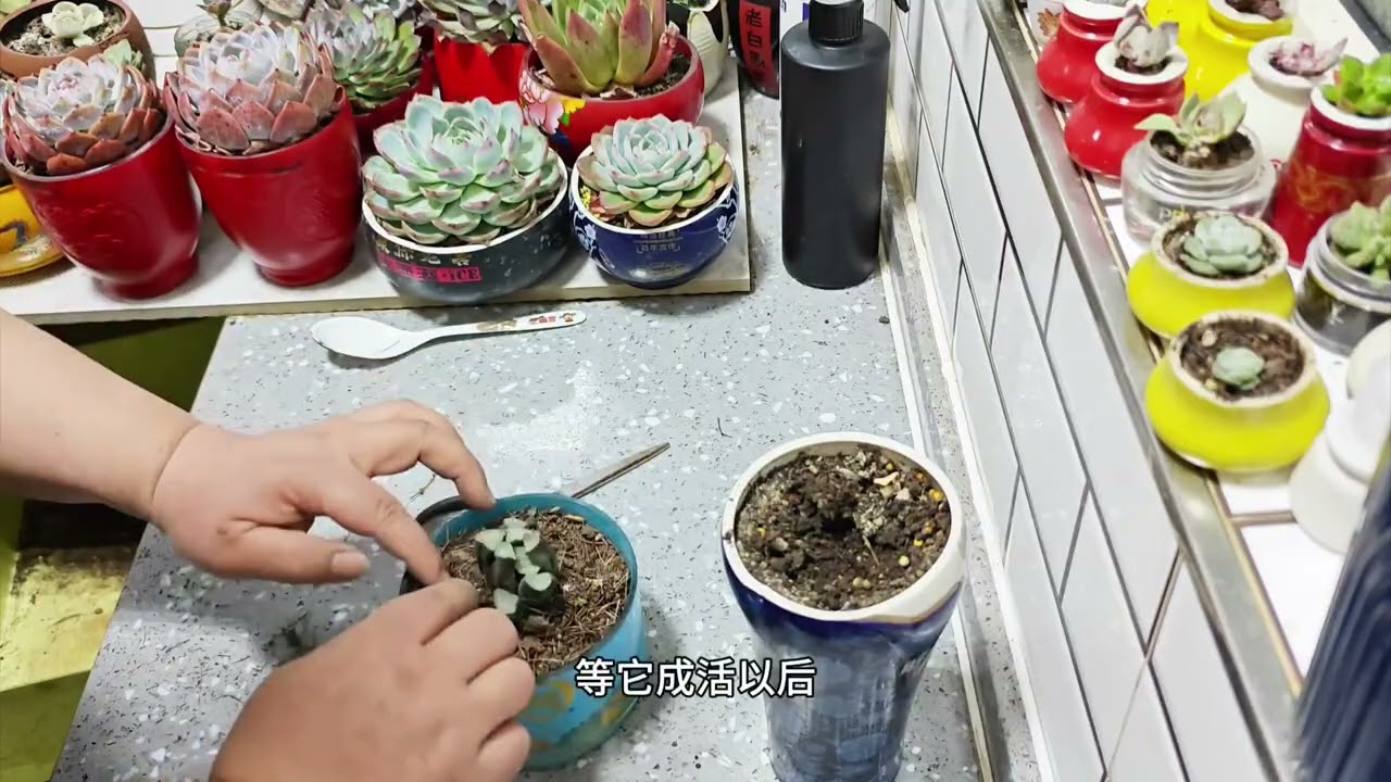 给养了一年多的玉露换换盆#多肉植物 Yu Lu, who has been providing for over a year, changed the pot#Succulent plants