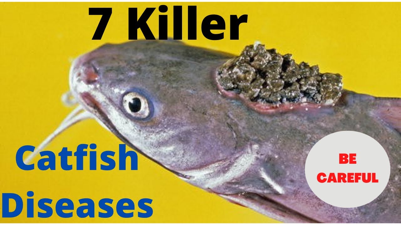7 Killer Diseases of Catfish farming in Agriculture, symptoms and cure
