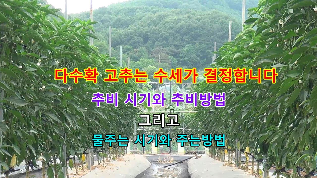 [24년 고추밭 관리 1부]다수확 고추는 수세가 결정합니다.