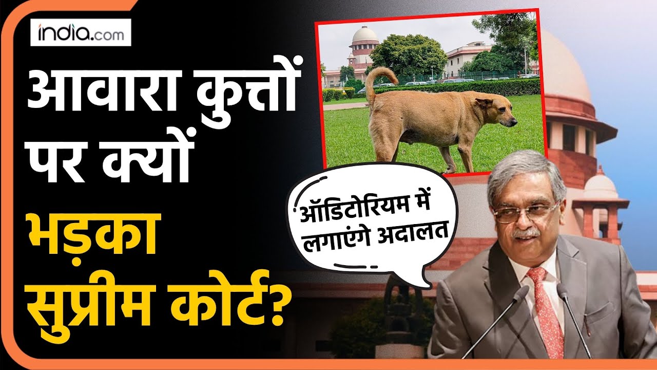 Supreme Court on Stray Dogs: आवारा कुत्तों को लेकर SC नाराज, ऑडिटोरियम में अदालत लगाने की दी धमकी