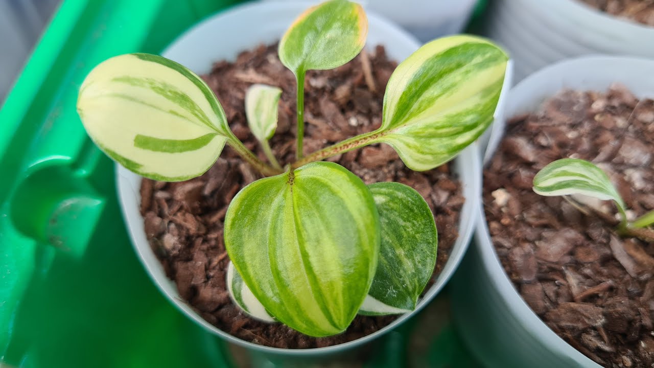 Hostas aus Samen Хосты сеянцы становятся с каждым днём всё краше #julia_i_sad #hosta #collection