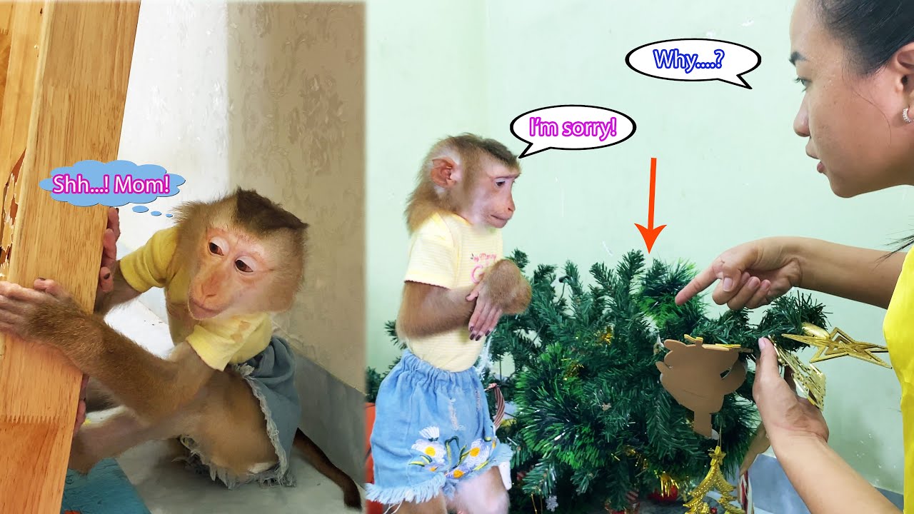 Monkey Lyly accidentally breaks the Christmas tree and her actions immediately after...