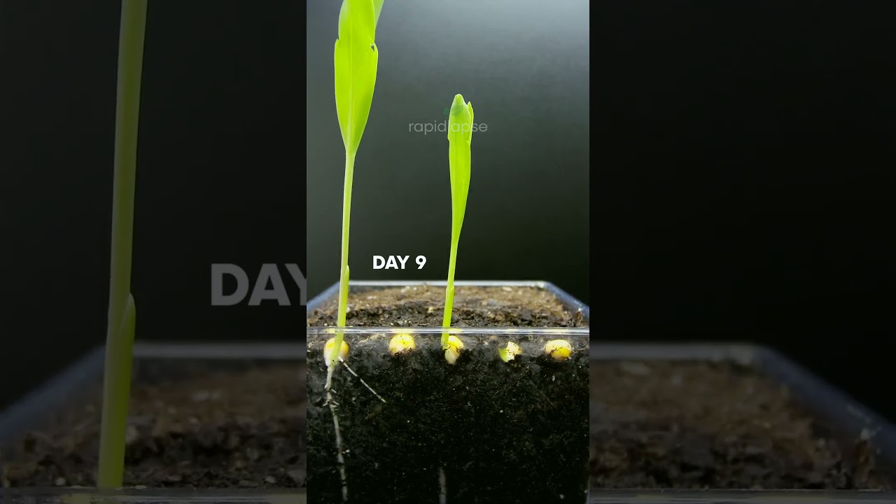 CORN 🌽 Growing at 10000x Speed! #satisfying #short