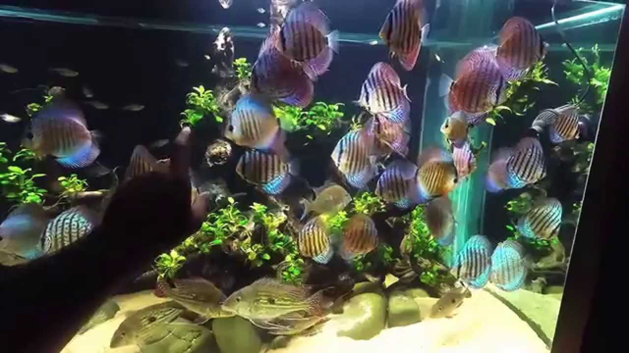 GoPro Underwater video!!! 600g Planted Discus Tank