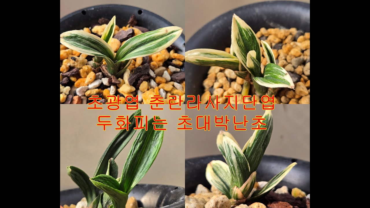 초광엽 춘란라사지단엽 '환상' 두화피는 초대박난초 첫 판매
