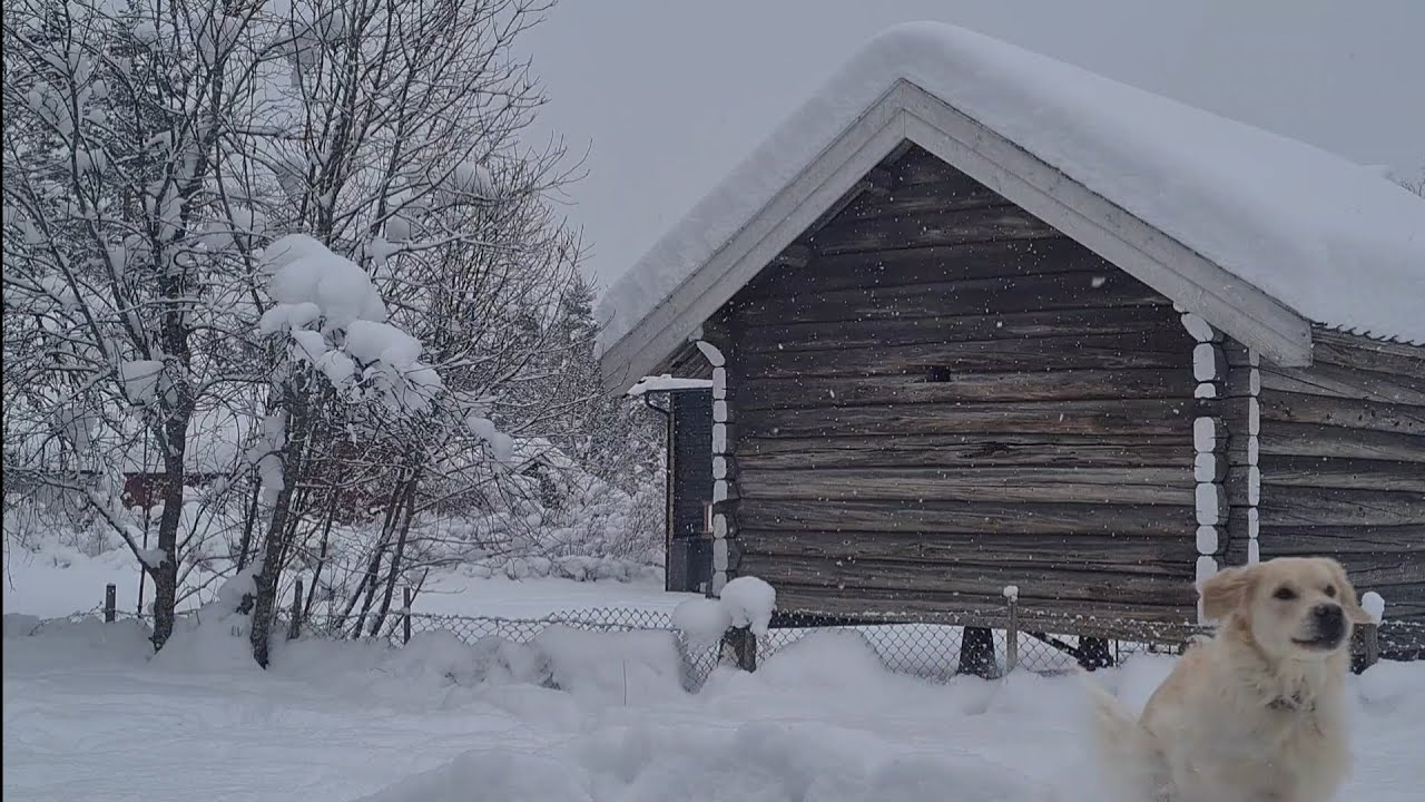 Slow life in Norway - Soothing snowfall❄️ with a surprise visit🐶