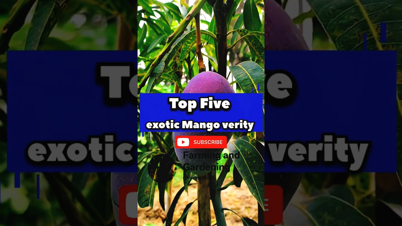 Top 5 Rare Exotic Mango 🥭!World Famous Varieties King of Mango #shorts #exoticmango #gardening