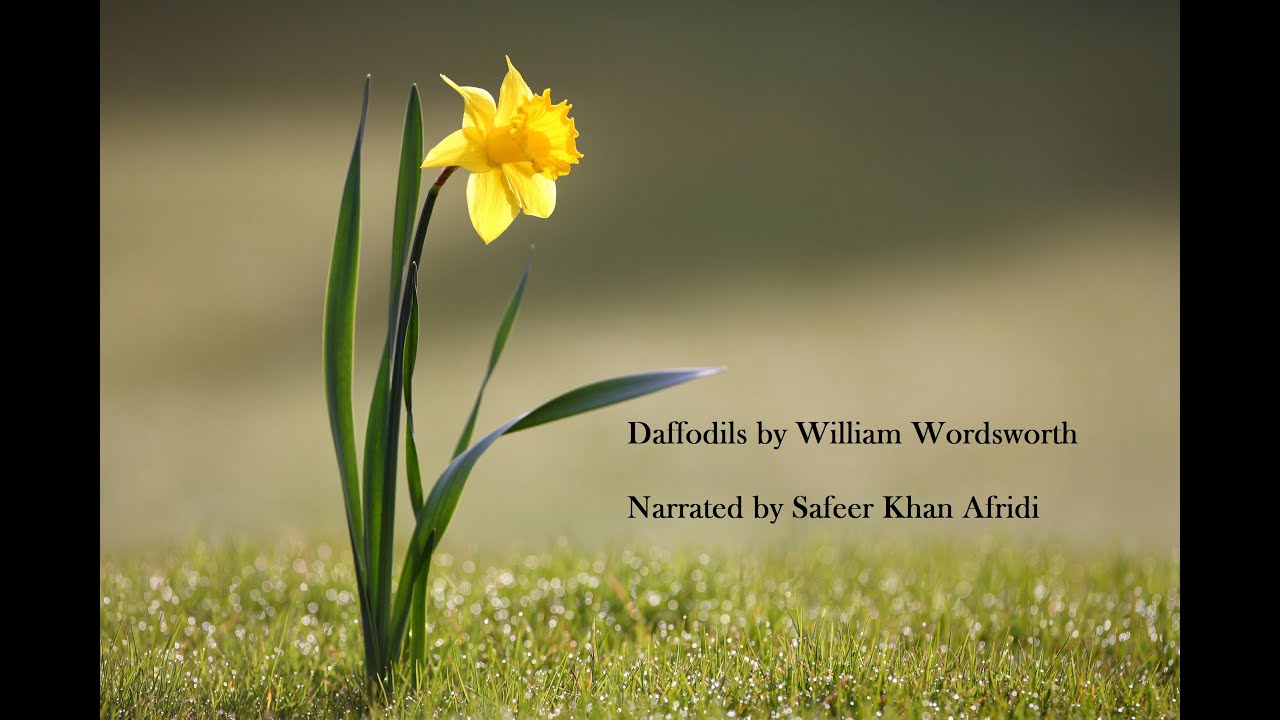 Daffodils by William Wordsworth: Narrated by Safeer Khan Afridi