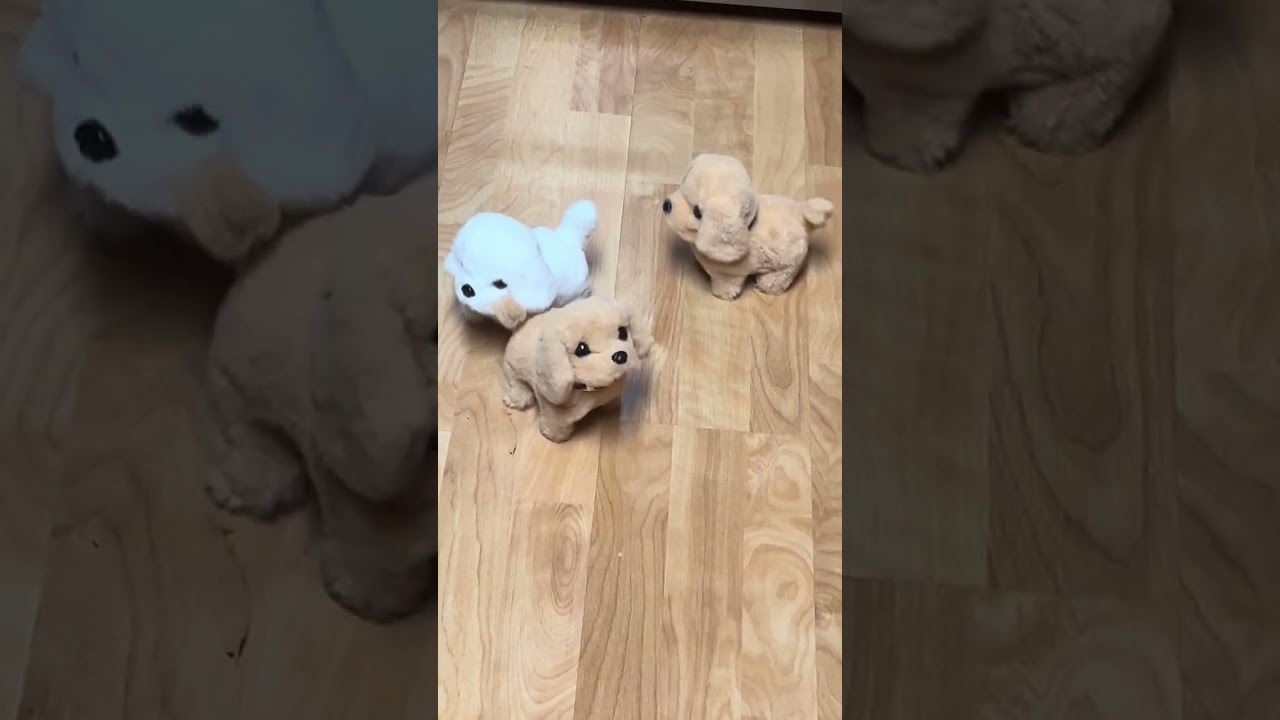 Wow look at 3 cute of puppies 