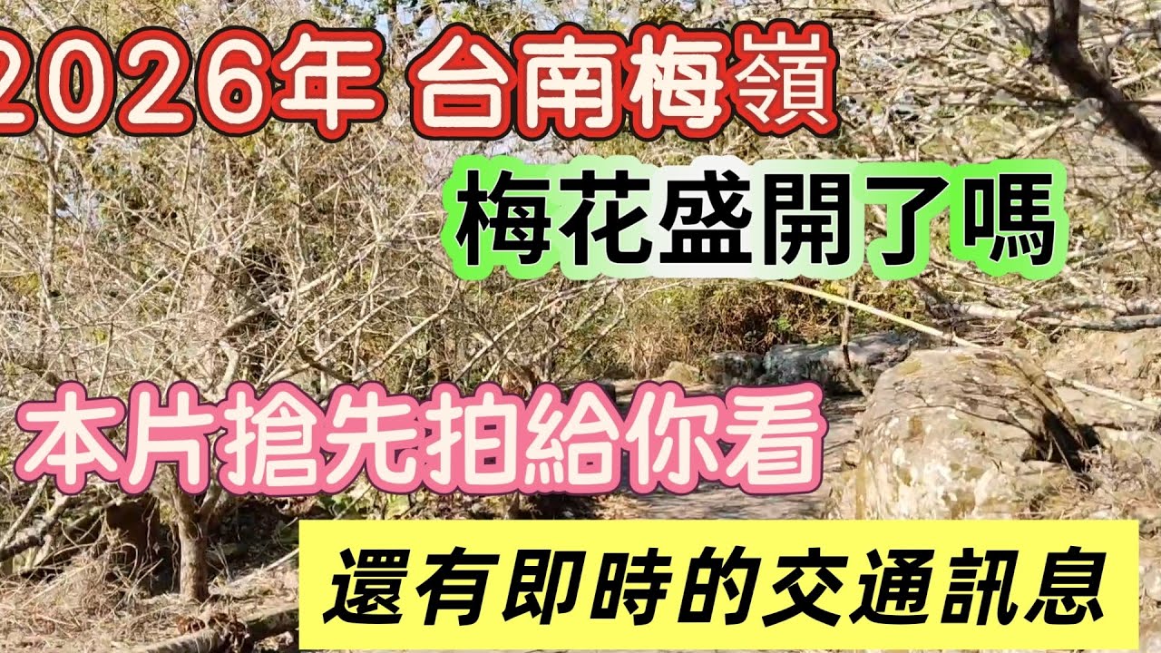 2026年，台南楠西鄉的梅嶺，梅花開花的現況，本片搶先拍給你看，還有即時的交通訊息，一併與您分享！ @九天遊記 82