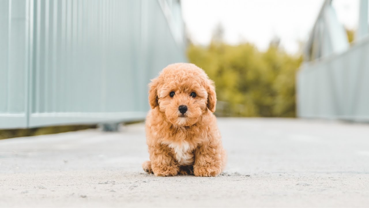 TOP 10 Hunderassen mit den s&uuml;&szlig;esten Hundewelpen