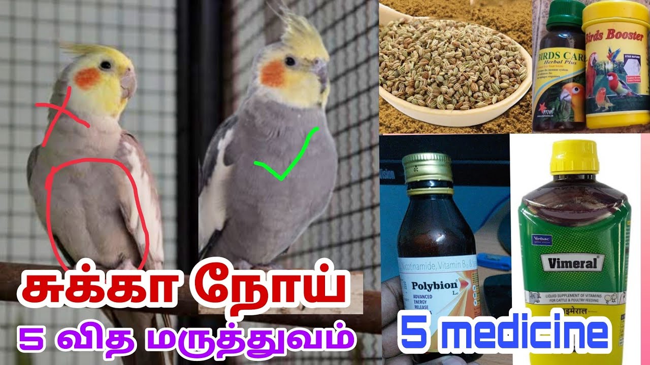 இப்போவே உங்க பறவைகளுக்கு சுக்கா நோய் இருக்குதான்னு பாருங்க..