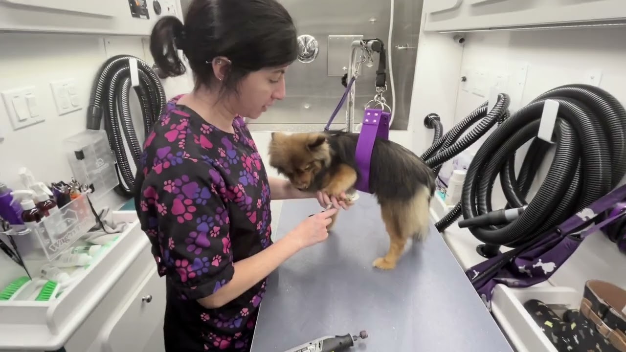 Mobile Grooming: Fynn the Sable Pom