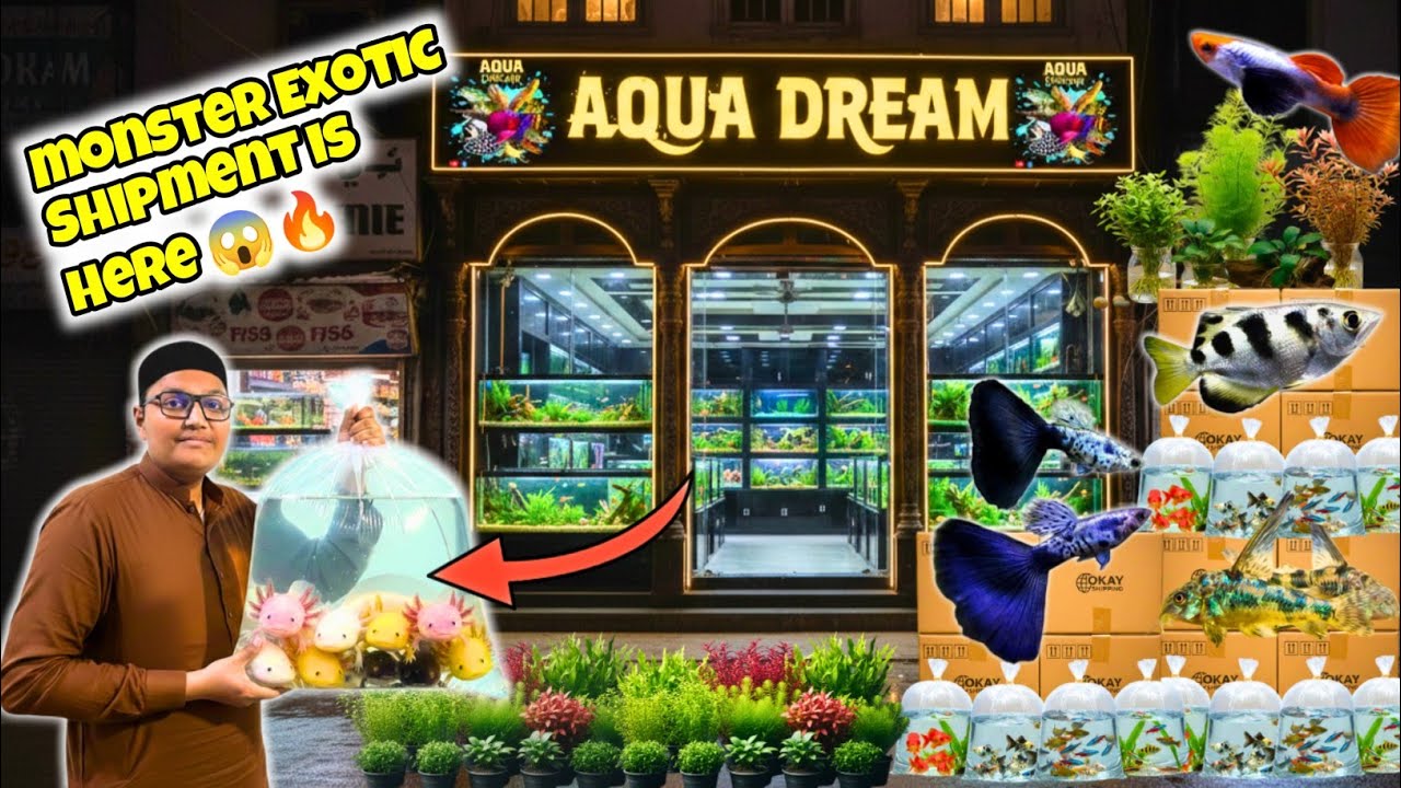 Monster Exotic Fish Shipment 2026! 😱 Aqua Dream Lalukhet Market Visit & Wholesale Price Update