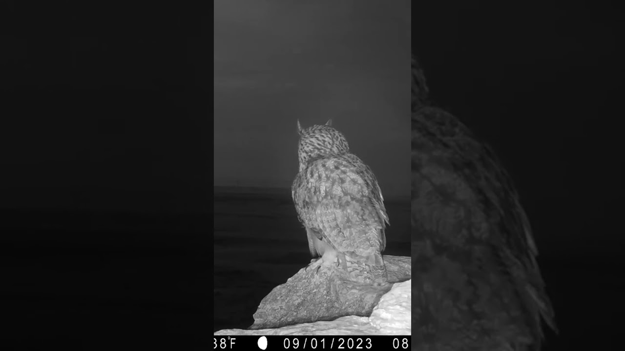 B&uacute;ho real; el &aacute;guila de la noche