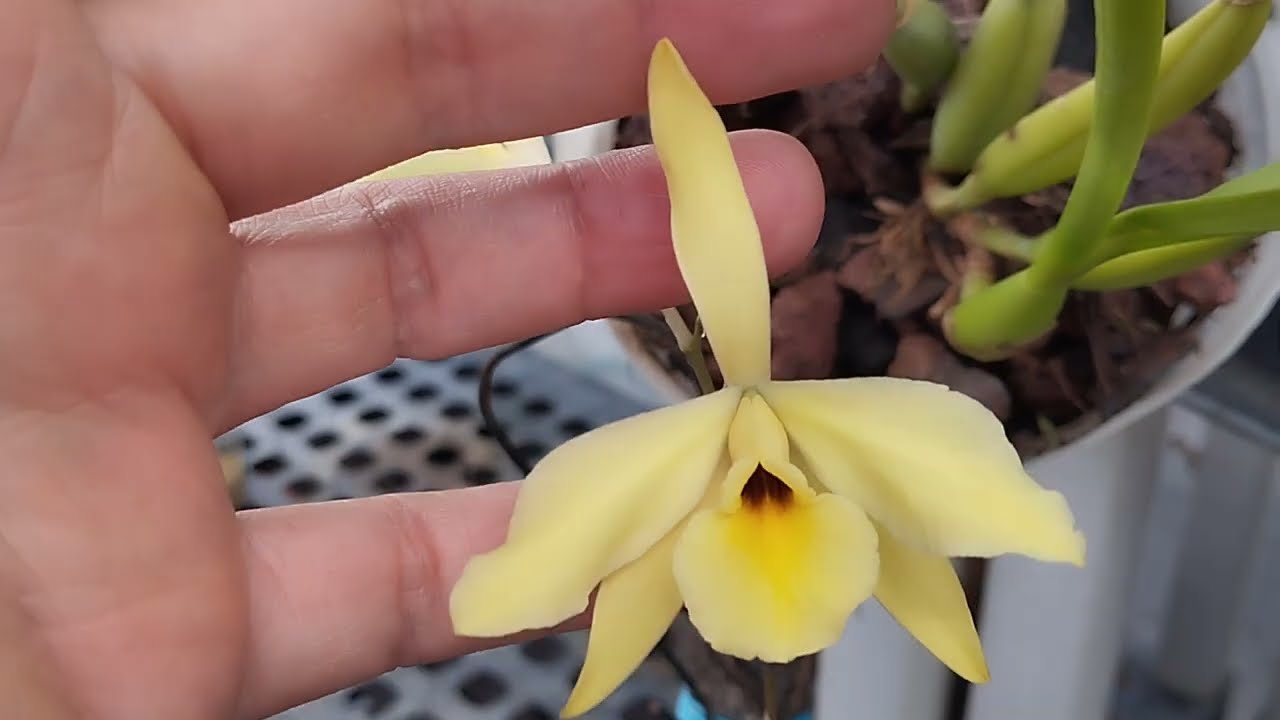 Laelia aurea. Encabarcenia aurea.