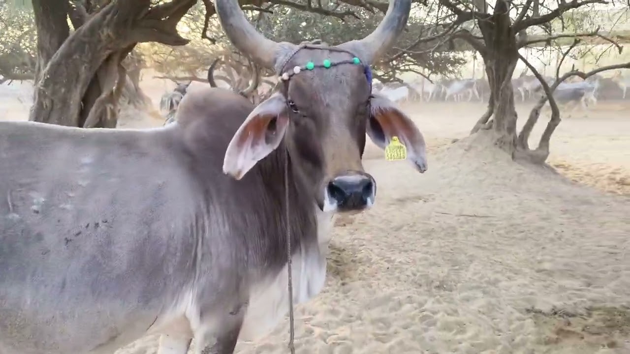 મોટી ગાય 🐄 બાર નિકલી છે ગોમાતા @વિહતમેલડીધામકમોડી