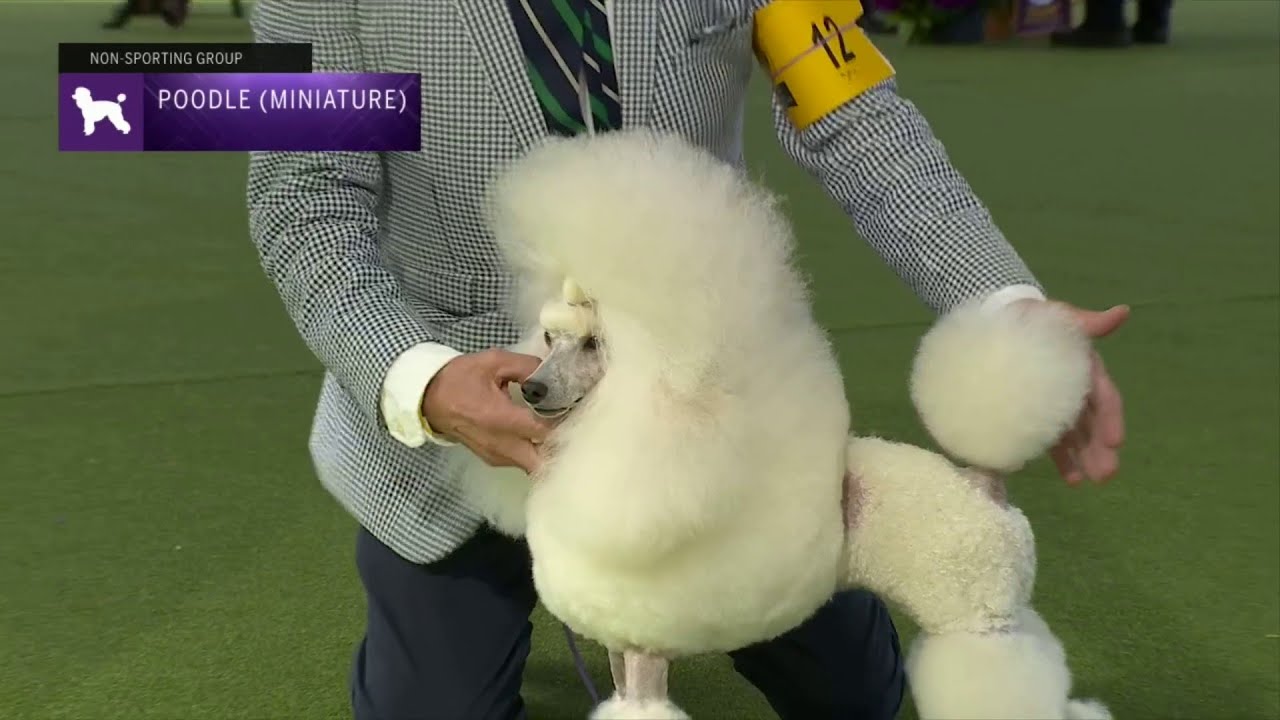 Poodles (Miniature) | Breed Judging 2023