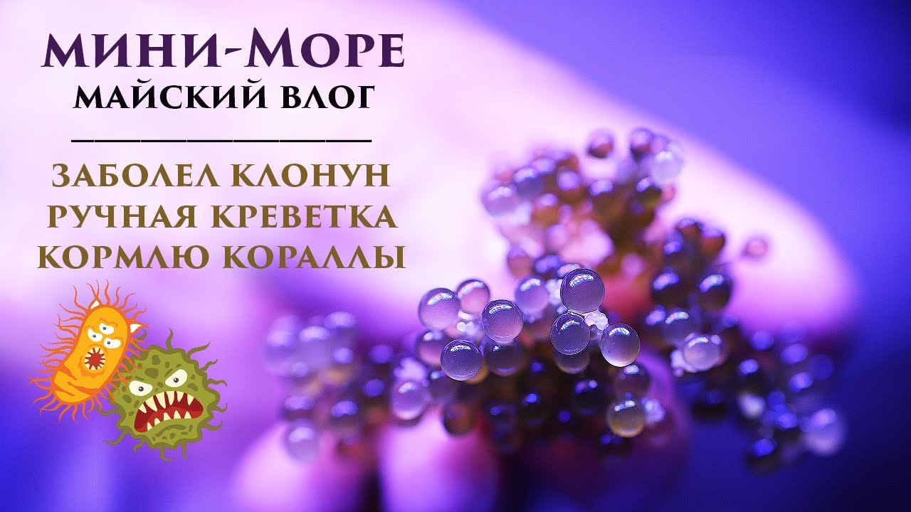 Море 30л: влог за май. Ручная креветка. Клоун приболел. Кормлю кораллы. Купила корнулярию.