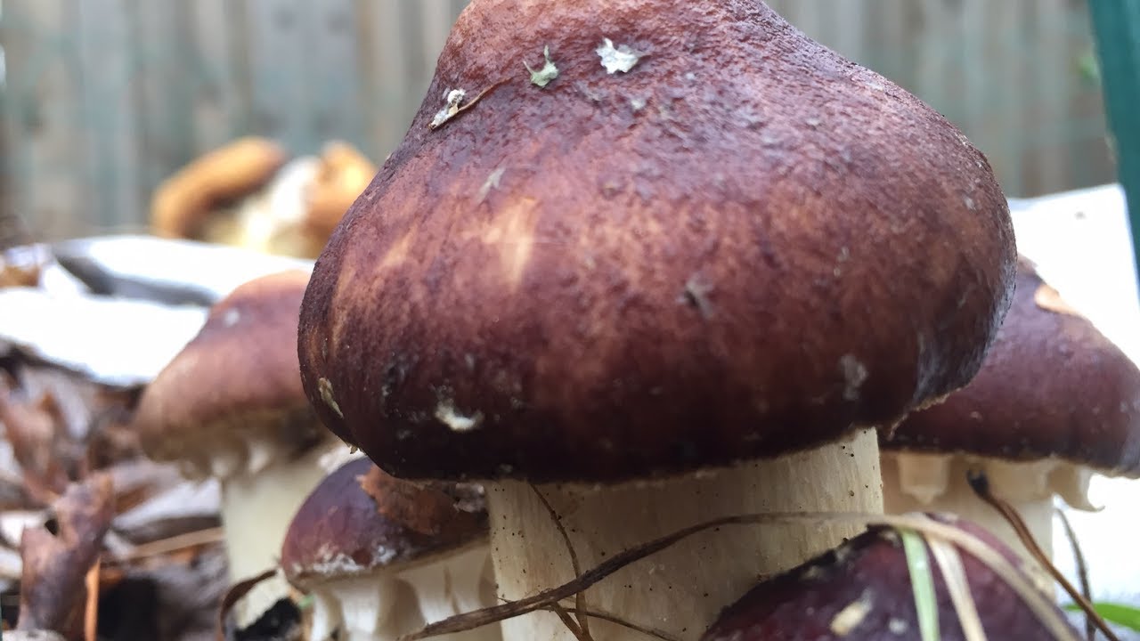 Growing a Wine Cap Garden Mushroom Bed - Stropharia rugosoannulata