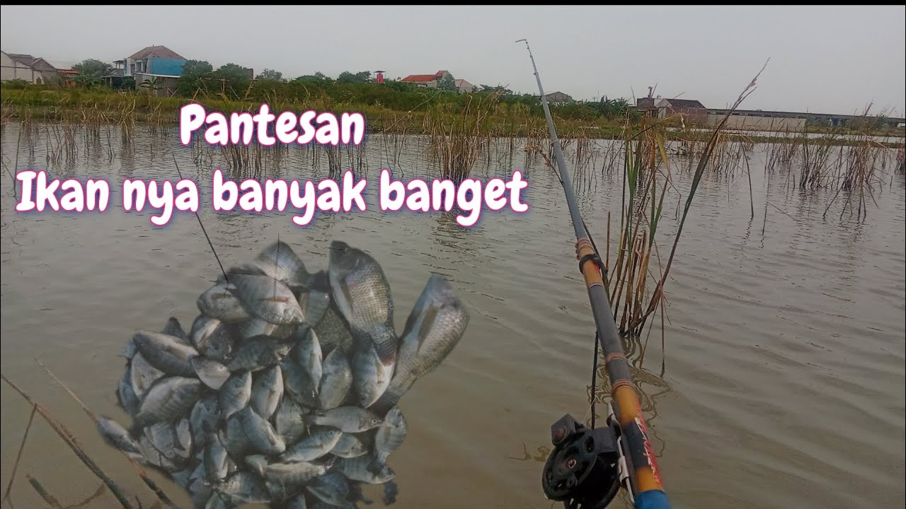 Ternyata ini penyebab nya ikan hilang ❗❗Mancing nila Demak 