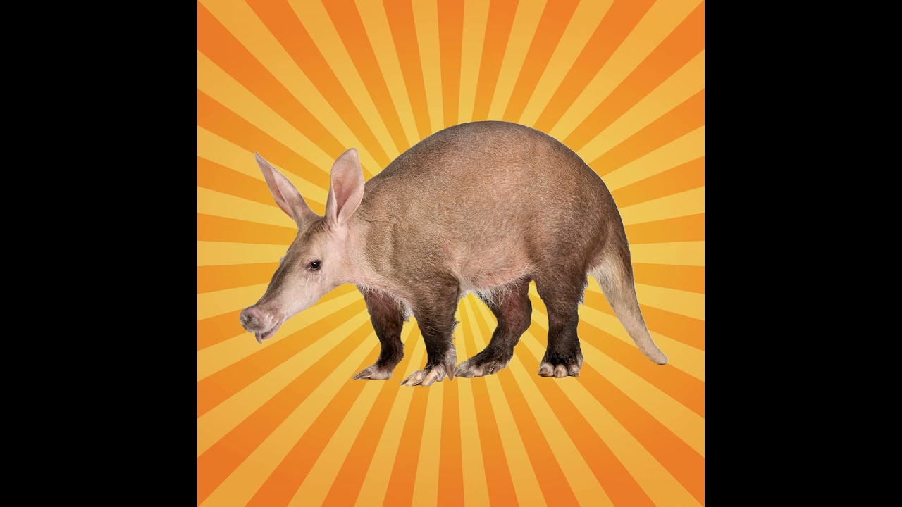 L'oryctérope, chimère mi-kangourou mi-cochon, est le seul à manger ce fruit