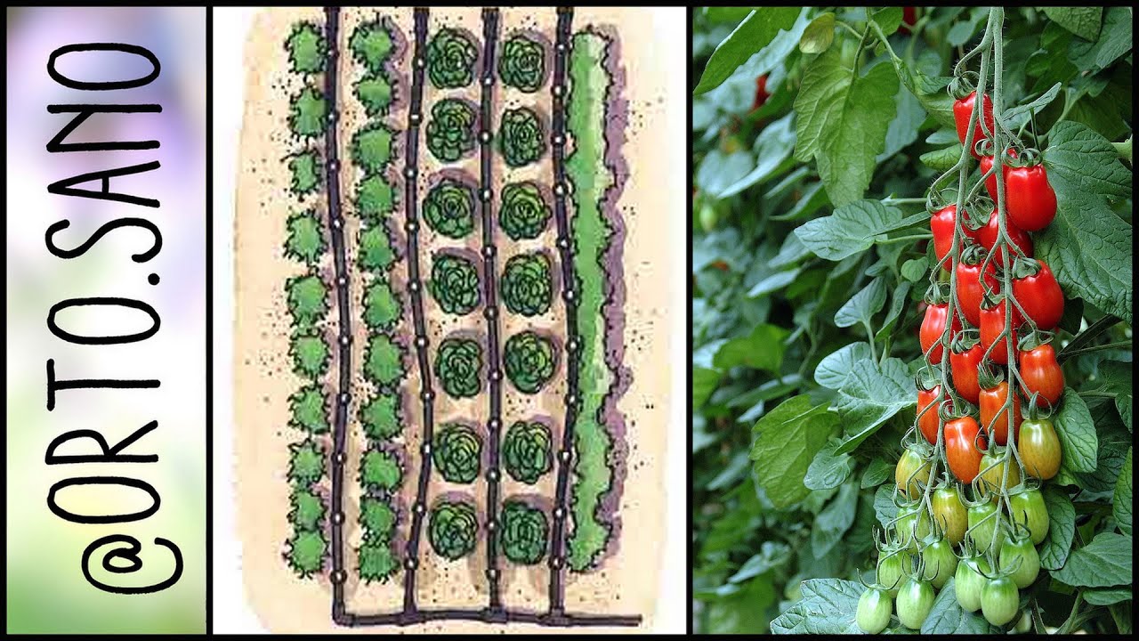 Come piantare i POMODORI con L'IMPIANTO A GOCCIA | Instagram orto.sano & ilgolsomangiarsano