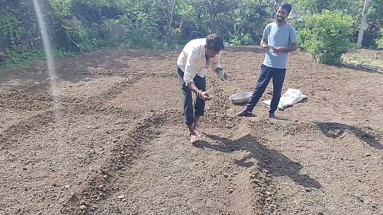 syngenta royal ball  सिंजेंटा रॉयल बोल गोभी के बीज का बीजार कैसे करें #syngenta