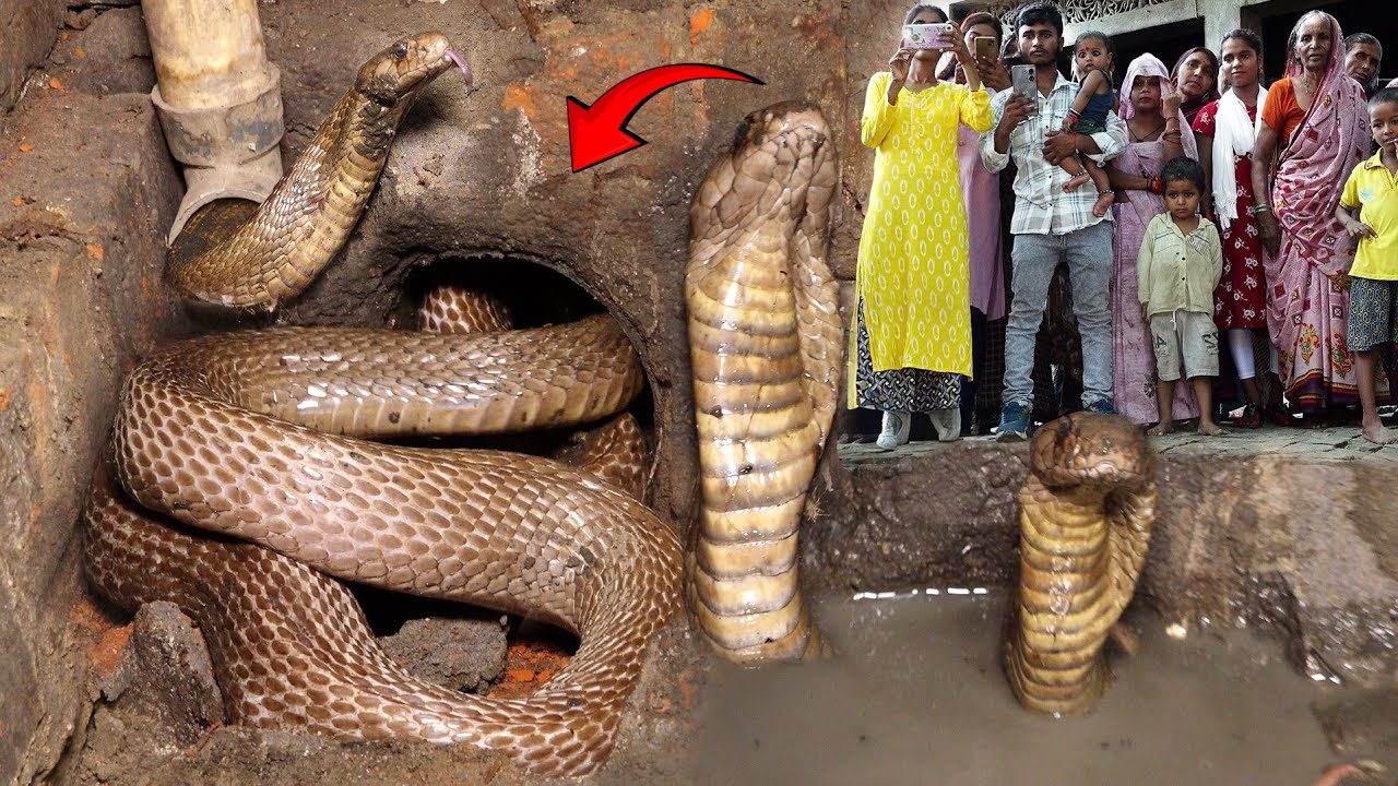 खौफनाक मंजर Oh My God, Use Water to force the Venomous Cobra Snake Out of the Cave 😱🐍🐍