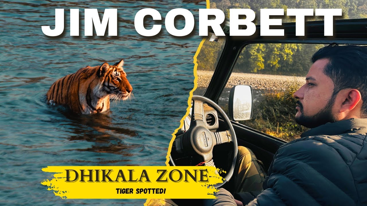 BEST TIGER SIGHTING in Dhikala zone | Jim Corbett National Park Safari