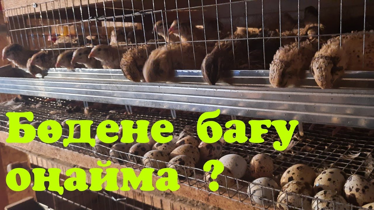 Бөдене бағу оңайма ? 🤔