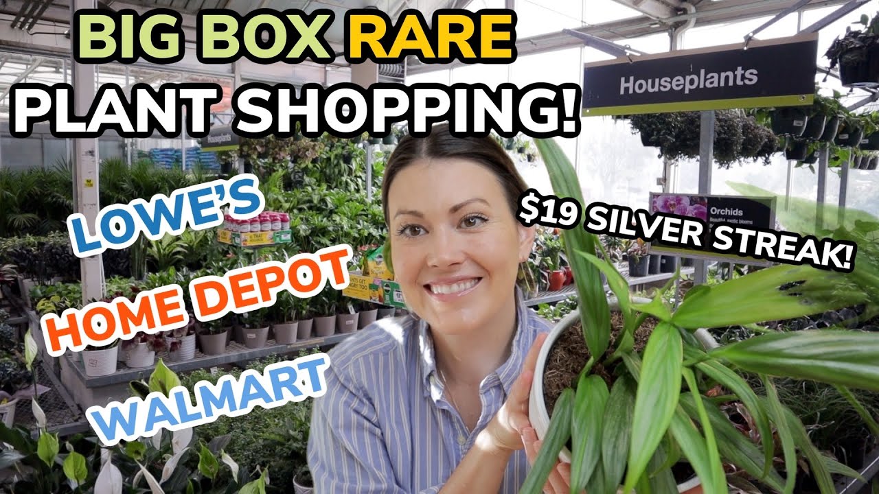 $19 Silver Streak Pothos at Lowe's! Big Box RARE Plant Shopping & Plant Haul - Home Depot & Walmart