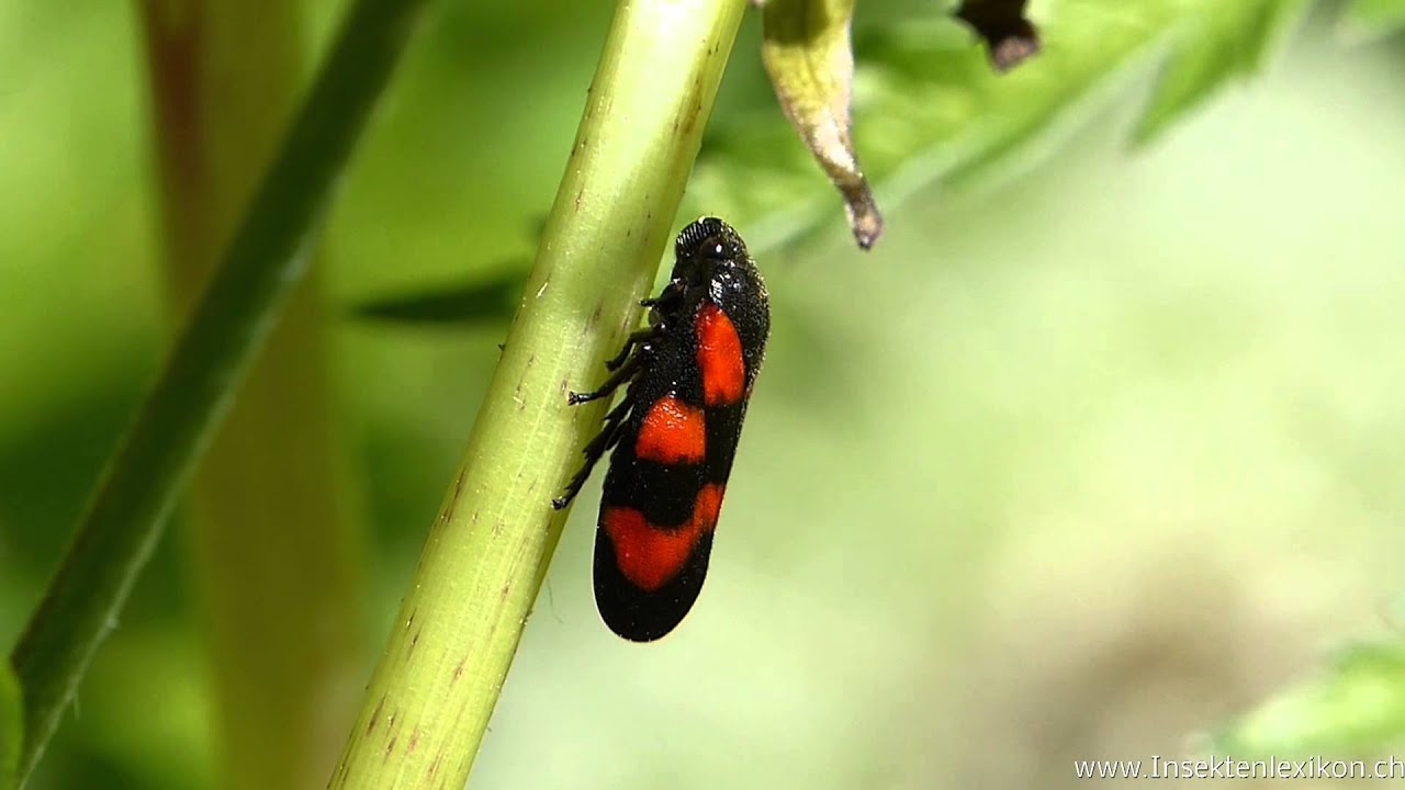 Gemeine Blutzikade (Cercopis vulnerata)