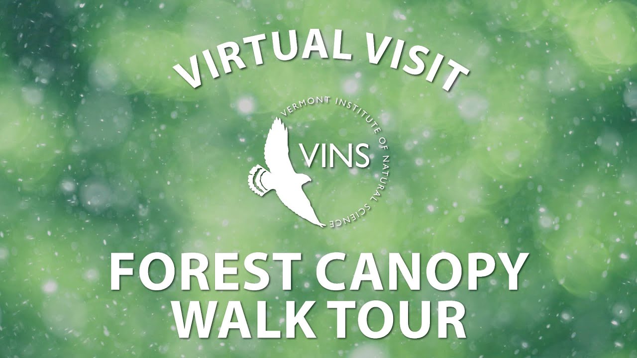 Forest Canopy Walk Tour