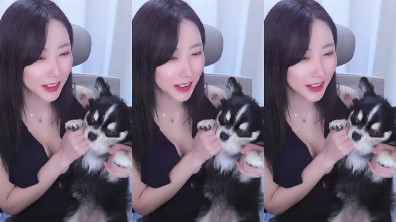 안 섹시한 여캠 대신 코카인 댄스 추는 강아지 (끝나고 칭찬 간식 엄청 줬음)