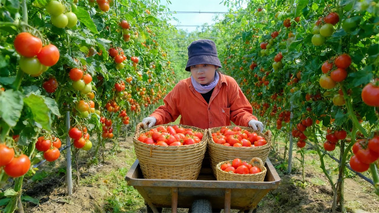Harvest A Cart Of Tomatoes With My Brother To Sell - Receive A New Motorbike