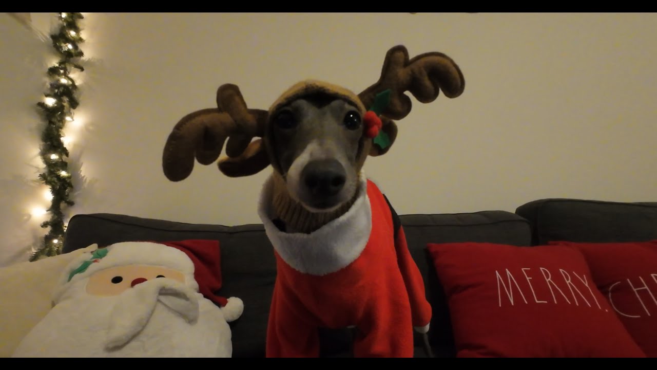 Italian Greyhounds go on a Christmas Walk to Downtown Celebration with a Puppuccino Starbucks Stop!