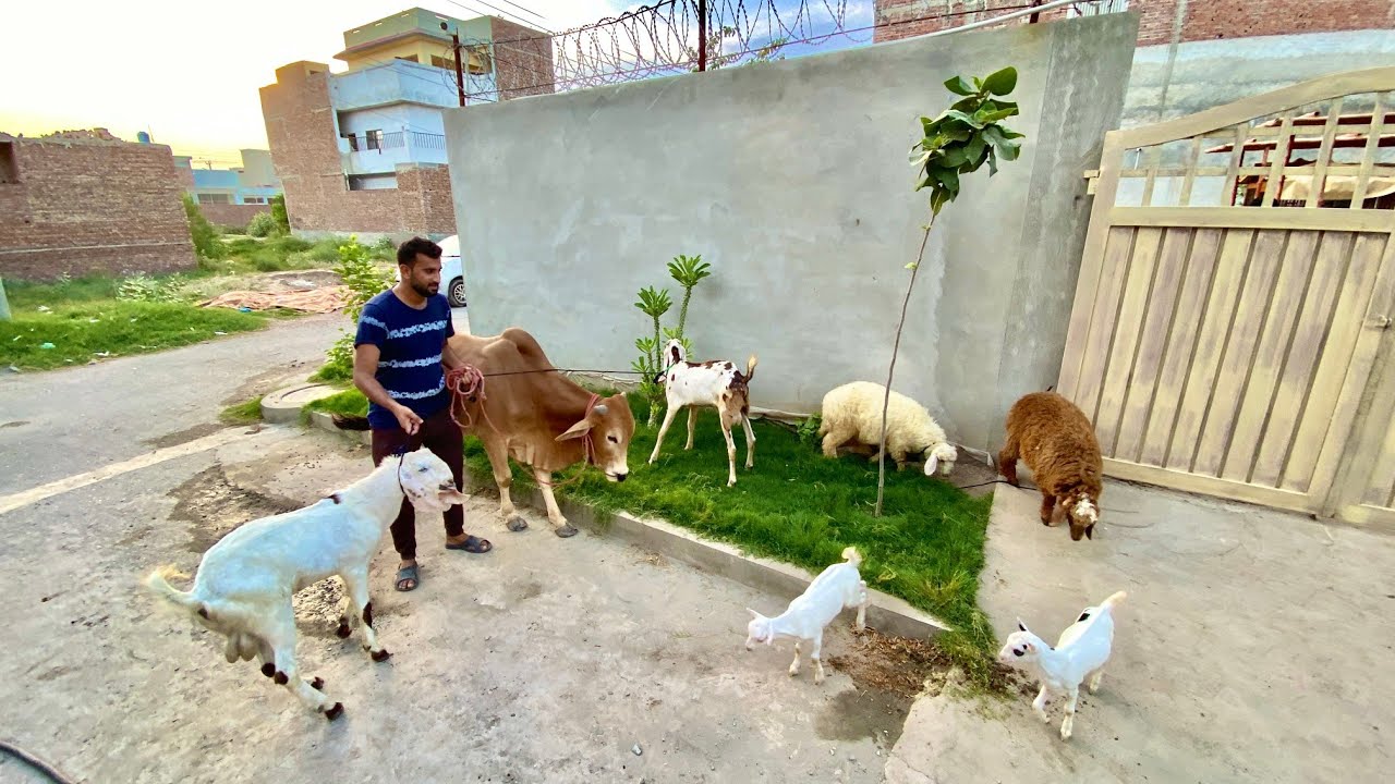 Sb Animals Ko Bahir Le Aiy Or Nam Bhi Rkh lye😍
