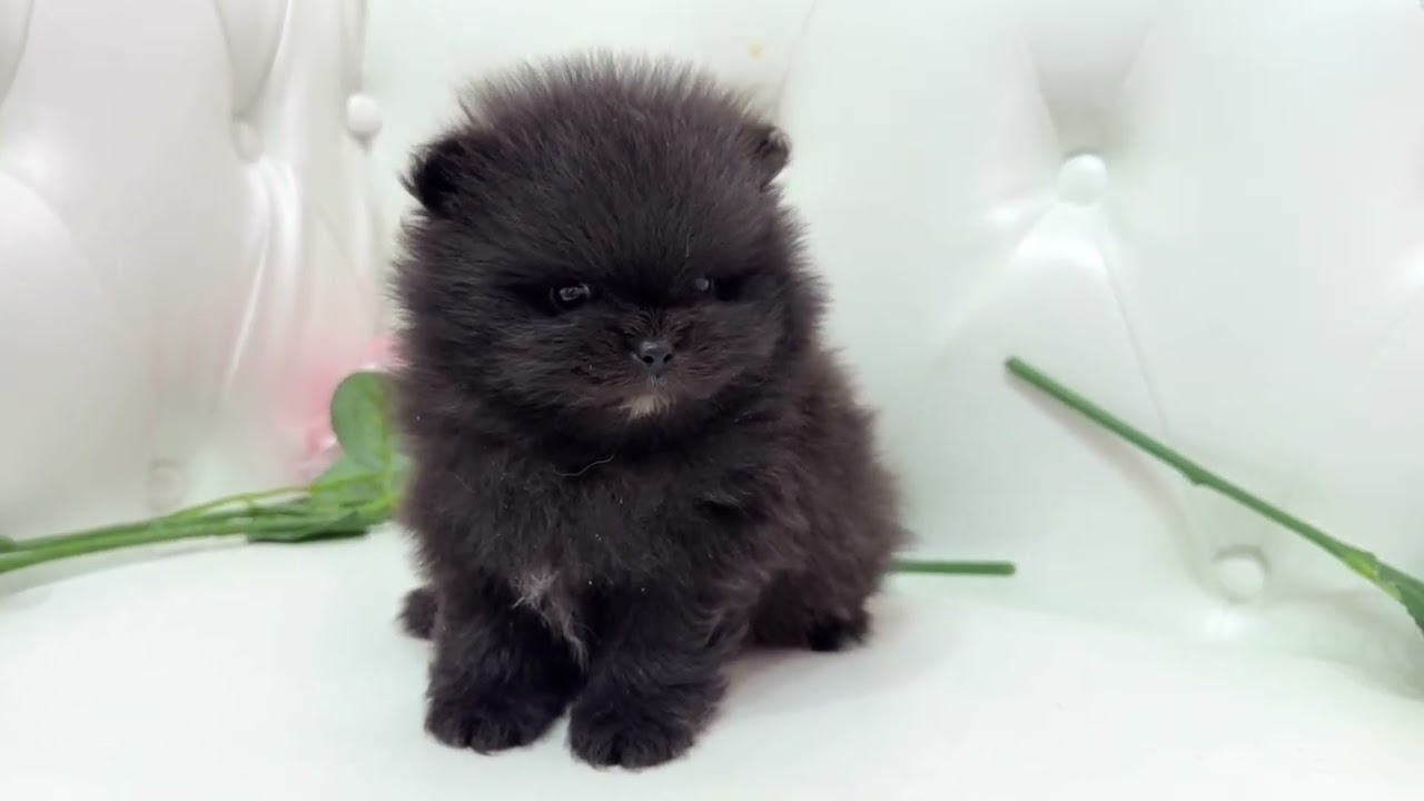 エミリ×ダニアから生まれたポメラニアンの女の子ちゃん❤︎③