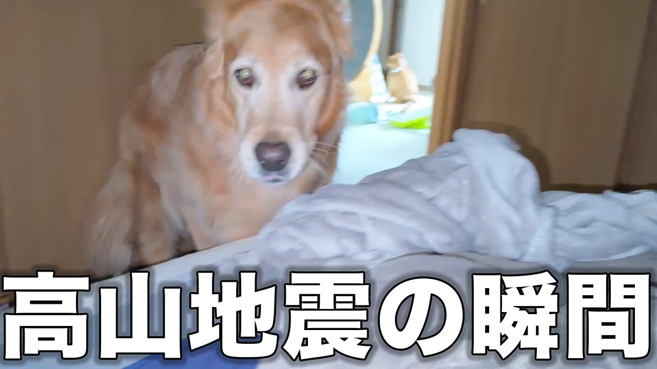 【地震発生の瞬間】地震が怖すぎて愛犬の震えが・・・